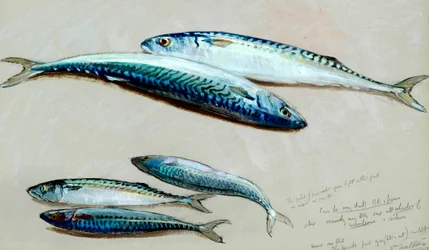 Studie von fünf Makrelen für 